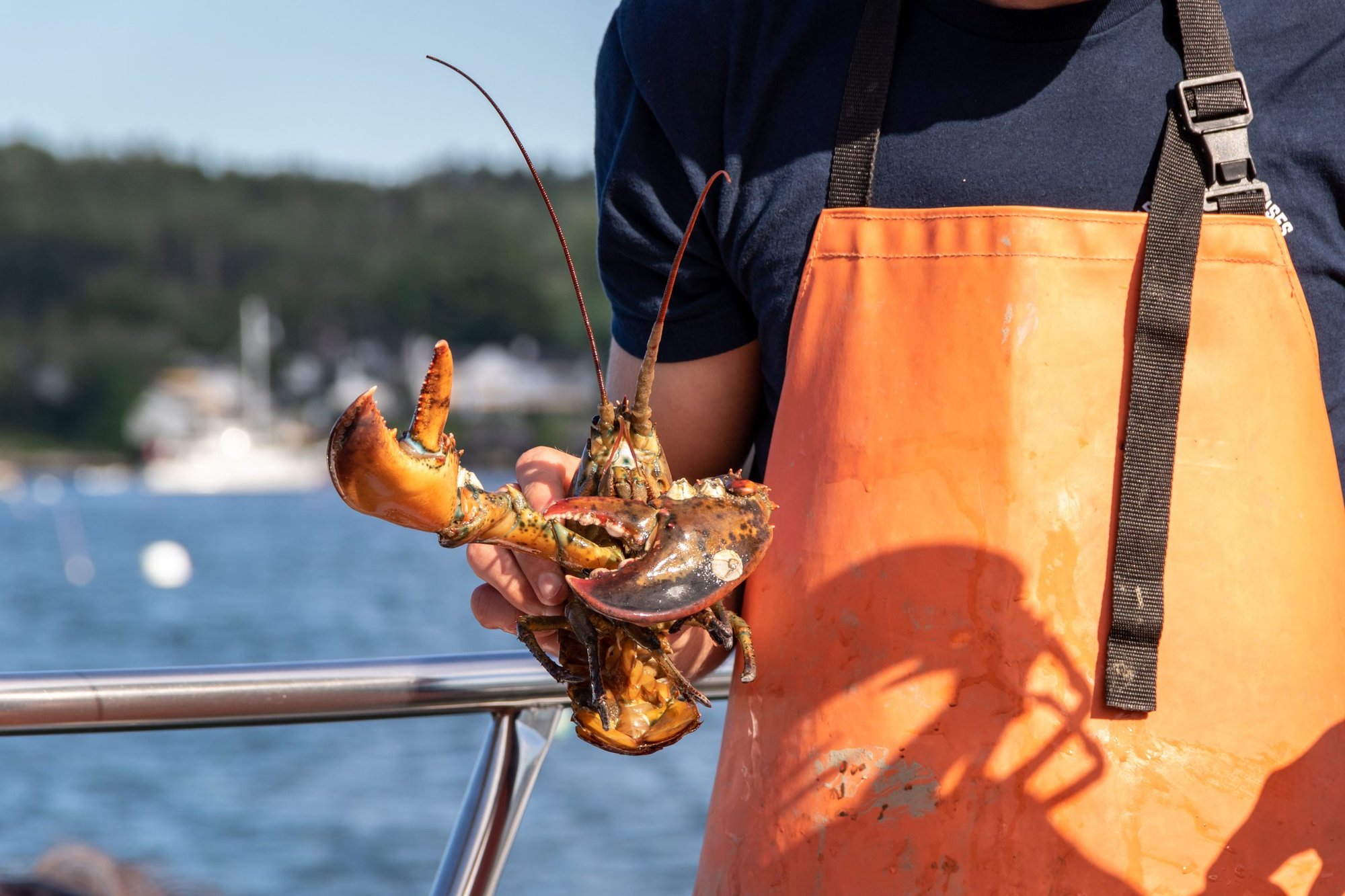 A freshly caught lobster held up on deck
