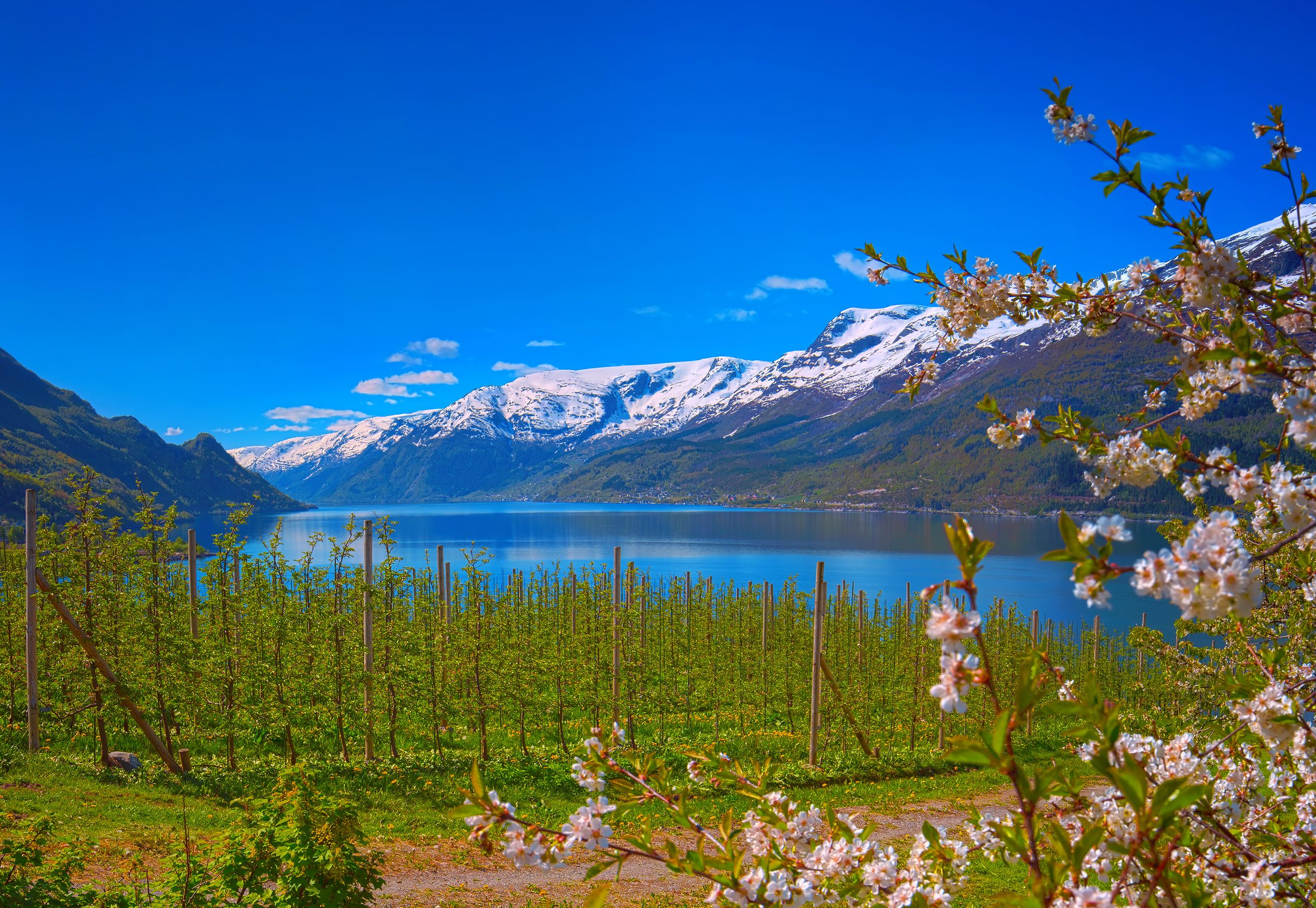 Apple blossom above the Hardangerfjord in May